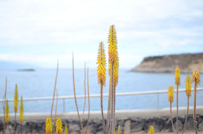 Close-up of flower against blurred background