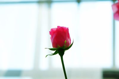 Close-up of red flower