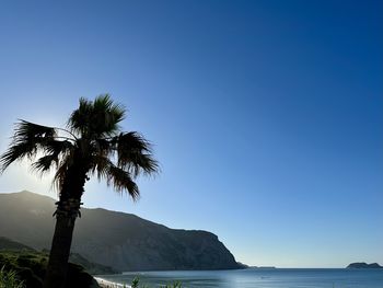 palm tree