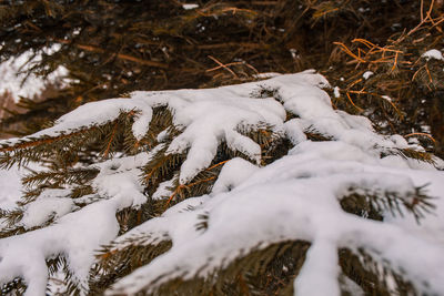 Close-up of snow covered plants on land