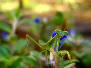 Close-up of insect on plant