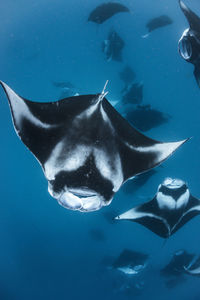 School of manta rays in baa atoll, maldives