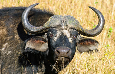 Portrait of african buffalo looking at camera