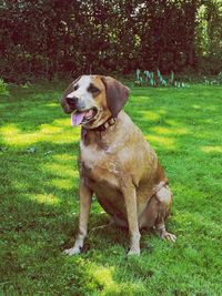 Dog sitting on field