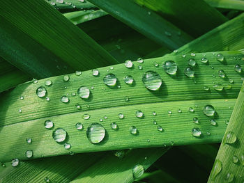 Close-up of wet plant