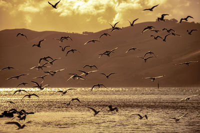 Flock of birds flying in the sky