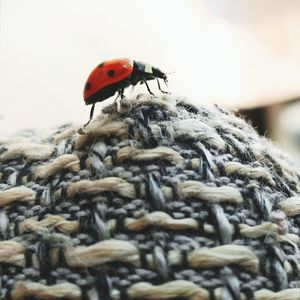 Close-up of ladybug