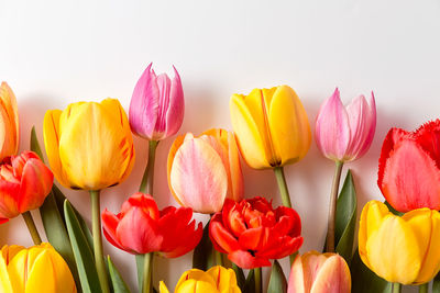 Close-up of red tulip