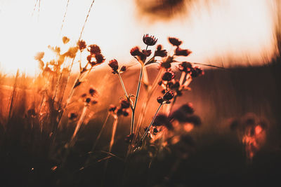 Close-up of flowering plants on field against sky during sunset