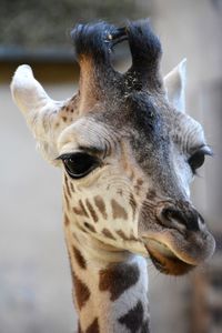 Close-up portrait of horse