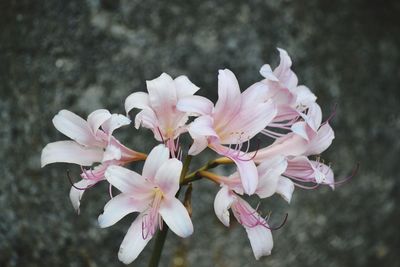 Close-up of pink flowers blooming outdoors