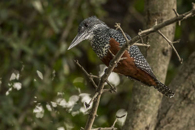 Close-up of bird perching on branch