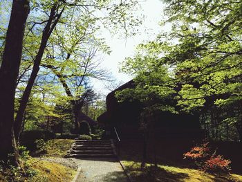 Trees in park