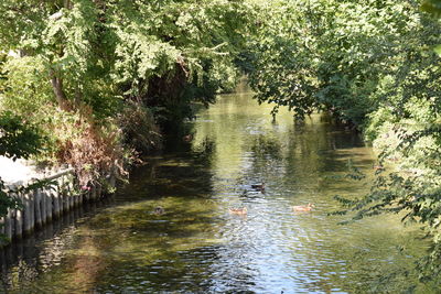 View of ducks swimming in lake