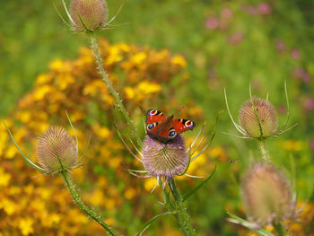 Peacock butterfly, aglais io, on a teasel flower in a nature reserve