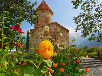 Yellow flowering plants by building against sky