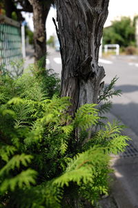 Close-up of tree trunk