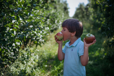 Little boy holding and eating apples in a garden