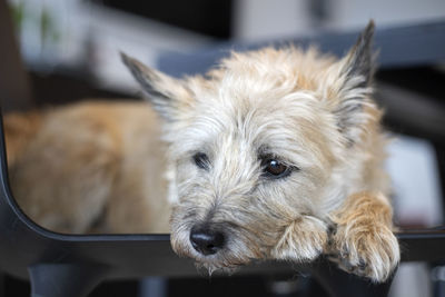 Close-up of dog relaxing at home