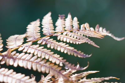 Close-up of fern leaf in autumn mood 