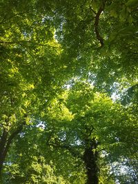 Low angle view of trees in forest