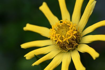 Close-up of yellow flower