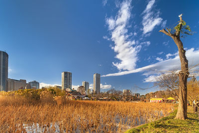 Dried lotus flowers in the pond of the kaneiji temple in the ueno park in winter.