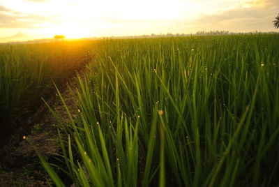 Crops growing on field against sky during sunset