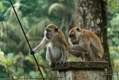 Two monkeys grooming each other