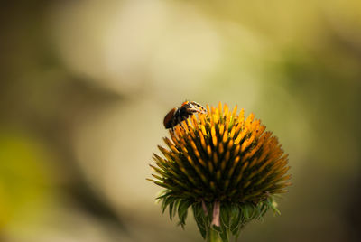 Close-up of insect pollinating on flower