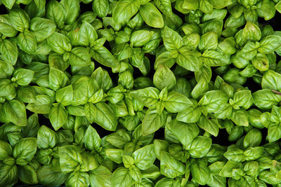 Full frame shot of green leaves