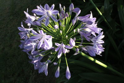 Close-up of purple flowering plant