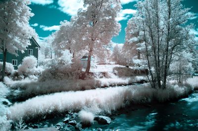 Snow covered plants and trees by buildings against sky