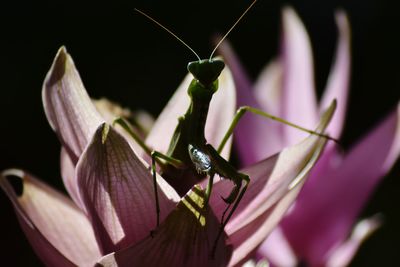 Close-up of insect on flower