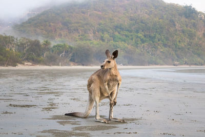 Full length of a kangaroo on the beach