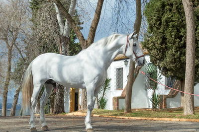 Side view of horse standing by trees