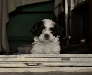 Portrait of cute puppy