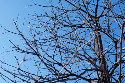 Low angle view of bare tree against sky