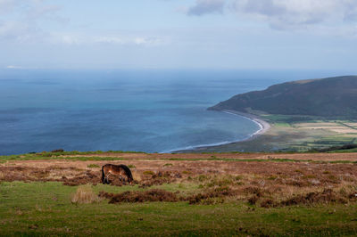 Exmoor ponies grazing and roaming free by the sea in somerset on exmoor national park