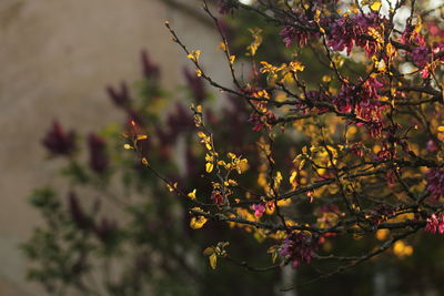 Close-up of flowers on branch