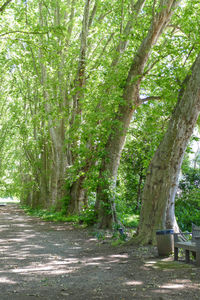 Close-up of trees