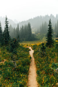 Footpath amidst plants and trees against sky