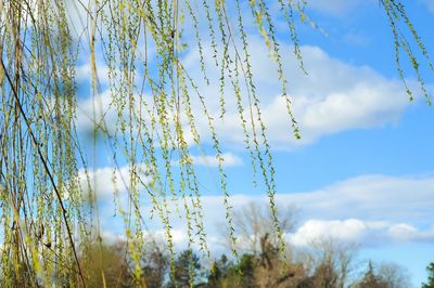 Low angle view of plants on field against cloudy sky
