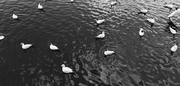 High angle view of seagulls floating on lake