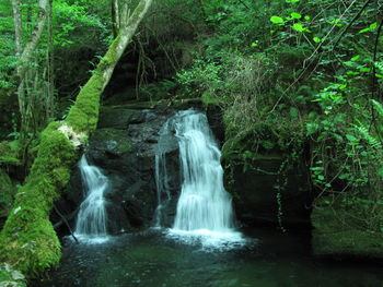 Scenic view of waterfall in forest