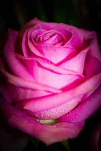 Close-up of pink flower