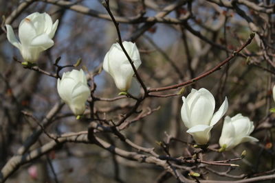 Close-up of white flowers on branch