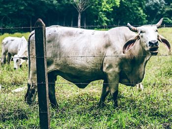 Cows standing on field