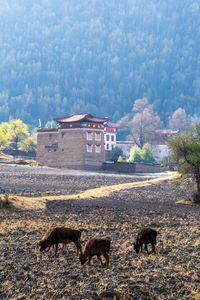 Goats on field