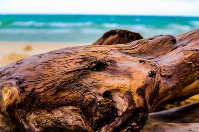 Close-up of lizard on beach against sky